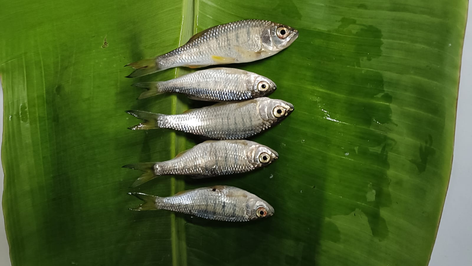Chelli Fish